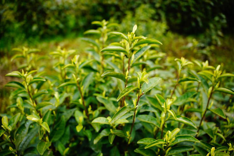 大竹县喊山开茶节迎春启幕 传统茶文化焕新活力 声穿云海,唤醒茶山:2023第三届“巴山青”茶文化节暨第九届“大竹白茶”喊山开茶节启幕
