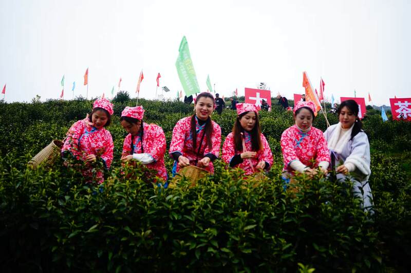 大竹县喊山开茶节迎春启幕 传统茶文化焕新活力 声穿云海,唤醒茶山:2023第三届“巴山青”茶文化节暨第九届“大竹白茶”喊山开茶节启幕