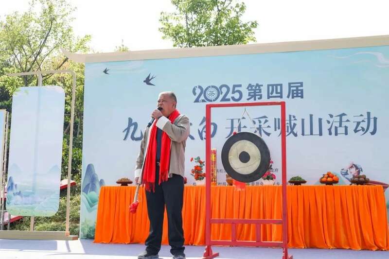 松溪九龙大白茶开采拉开序幕 助力乡村振兴 松溪九龙大白茶开采 茶香飘溢漫春山