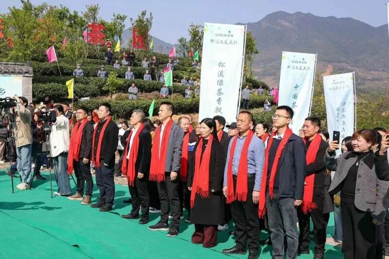 松溪九龙大白茶开采拉开序幕 助力乡村振兴 松溪九龙大白茶开采 茶香飘溢漫春山