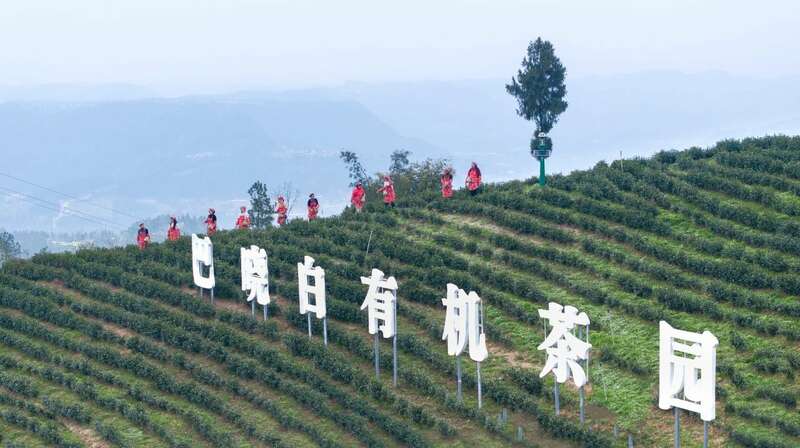 市女摄协:镜头下的茶香之旅 市女摄协:镜头下的茶香之旅