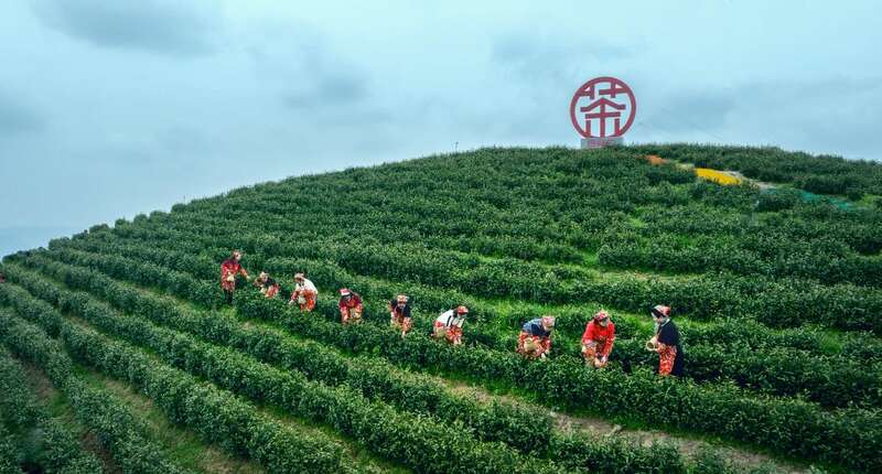 市女摄协:镜头下的茶香之旅 市女摄协:镜头下的茶香之旅