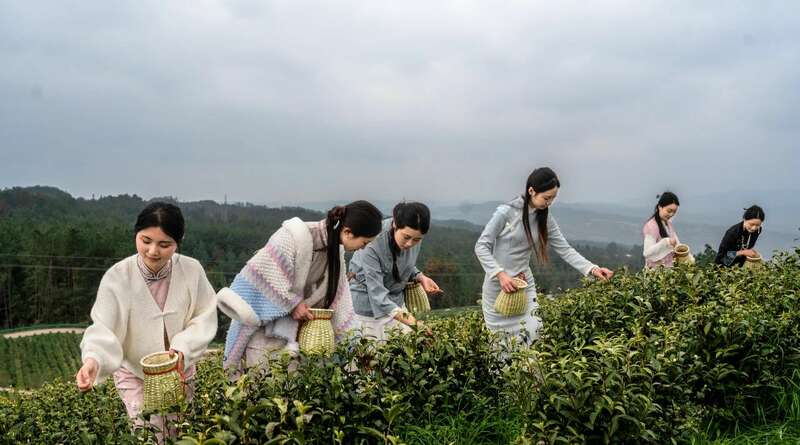市女摄协:镜头下的茶香之旅 市女摄协:镜头下的茶香之旅