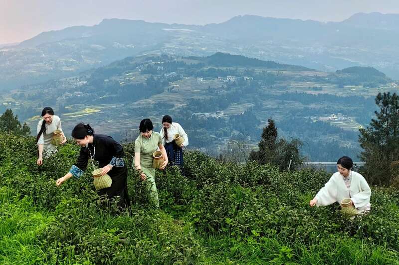 市女摄协:镜头下的茶香之旅 市女摄协:镜头下的茶香之旅