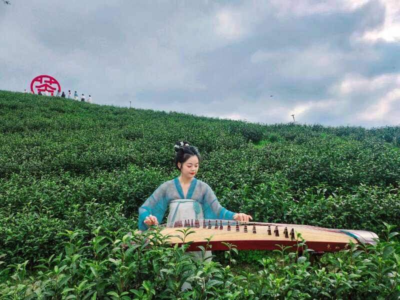 市女摄协:镜头下的茶香之旅 市女摄协:镜头下的茶香之旅