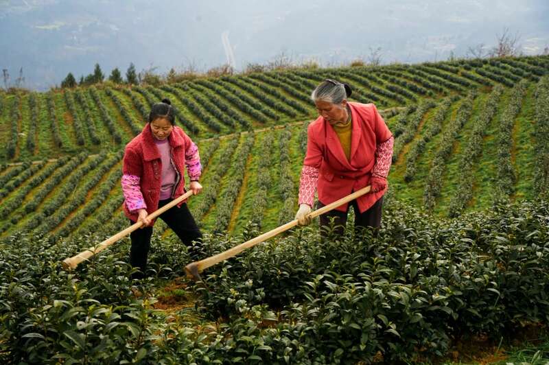 市女摄协:镜头下的茶香之旅 市女摄协:镜头下的茶香之旅