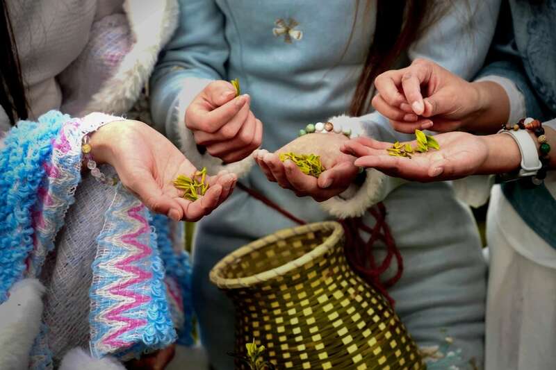 市女摄协:镜头下的茶香之旅 市女摄协:镜头下的茶香之旅