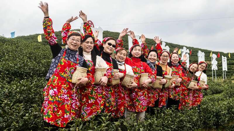 市女摄协:镜头下的茶香之旅 市女摄协:镜头下的茶香之旅