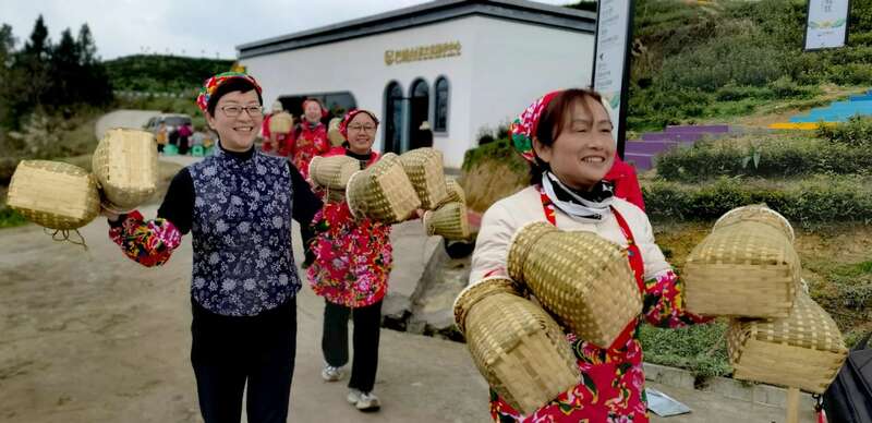 市女摄协:镜头下的茶香之旅 市女摄协:镜头下的茶香之旅
