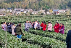 古韵贡茶氤氲新 ——探寻广元千年茶脉之二 古韵贡茶氤氲新 ——探寻广元千年茶脉之二