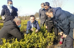 古韵贡茶氤氲新 ——探寻广元千年茶脉之二 古韵贡茶氤氲新 ——探寻广元千年茶脉之二