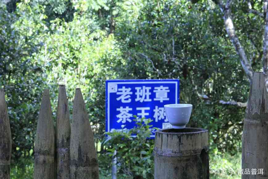 老班章普洱茶价格为何连年上涨？揭开绿叶变黄金行业内幕