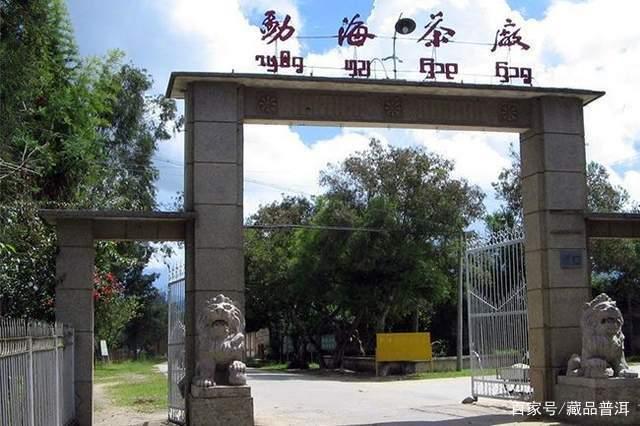 普洱茶经典之作：96紫大益青饼独特魅力与价值解析