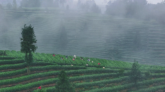 高山云雾滋养蒙顶山茶 自然馈赠成就杯中诗意 每一口蒙顶山茶,都藏着高山云雾秘境的春日惊喜!