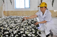 肖体华荣膺五星制茶大师称号 奉贵人茶业助推乡村振兴新篇章 又一人!获评“中国制茶大师”!