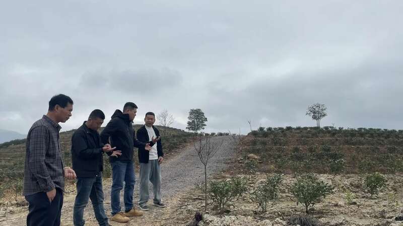 福鼎市多措并举提升春茶品质与茶农收益 吹响春茶生产号角 铸就春茶品质“金招牌”