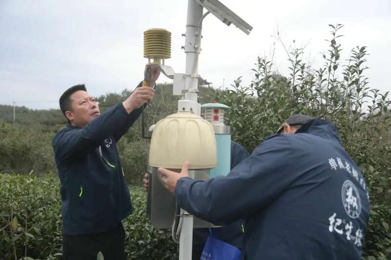 福鼎市多措并举提升春茶品质与茶农收益 吹响春茶生产号角 铸就春茶品质“金招牌”
