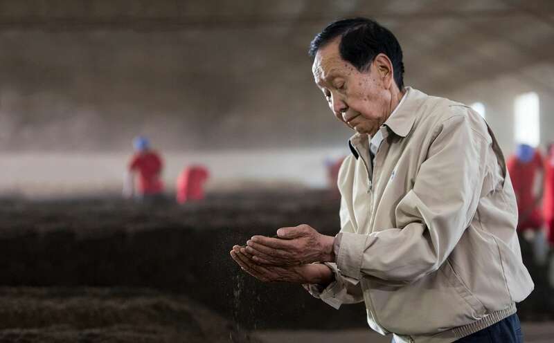 99配方普洱茶:平衡之道成就味觉恒定标准 “75”与“99”谁才是普洱茶恒定的标准?