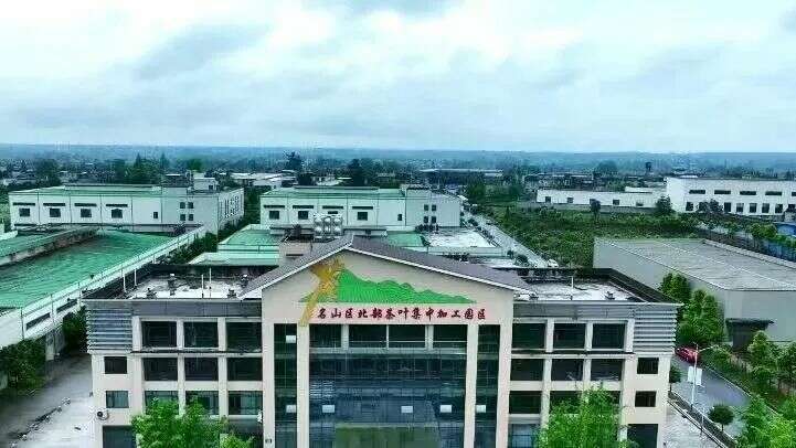 春茶生产热潮席卷名山区北部园区 名山区北部(黑竹)茶叶集中加工园区茶叶生产忙