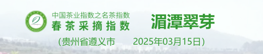 名茶采摘指数分级标准:茶芽、天气与用工的五维评估 2025春茶季:洞庭山碧螺春开采