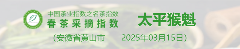 2025春茶季：洞庭山碧螺春开采