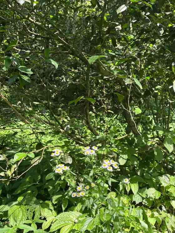 川滇高山四座茶山获有机认证 品质源于自然生态 历史性突破!筠连境内终于有有机茶山了!横跨川滇三县上千亩!