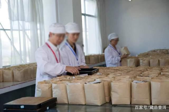 老料新压普洱茶:口感转化与品质提升之道 老料新压普洱茶:口感转化与品质提升之道