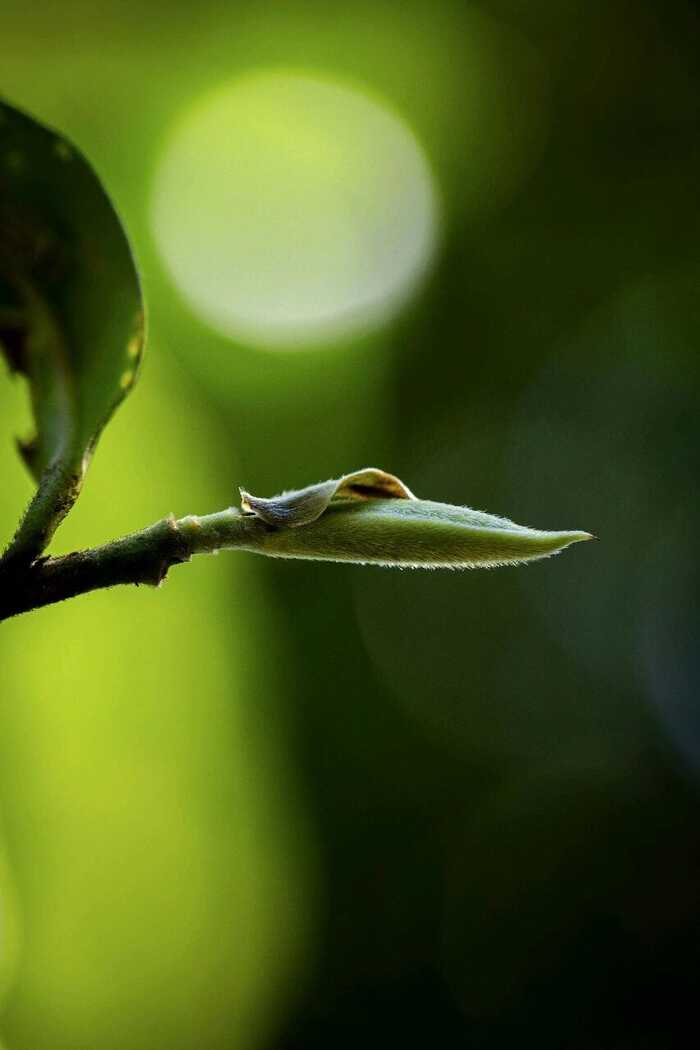 四季茶香里的东方生活哲学 喝茶的“时间管理”,究竟有多讲究?