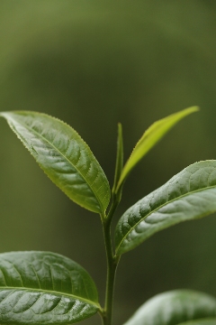 下关荒野系列上新  来自云南深山的问候！秘境荒野古树红茶