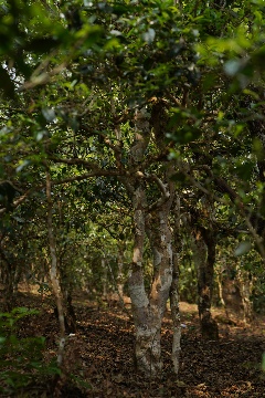 野生古树红茶·自然野性香气·野生红毛茶饮品 下关荒野系列上新 来自云南深山的问候!秘境荒野古树红茶