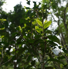 野生古树红茶·自然野性香气·野生红毛茶饮品 下关荒野系列上新 来自云南深山的问候!秘境荒野古树红茶