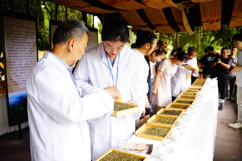 四川黄茶产业振兴:标准化建设与品牌发展 守护非遗根脉 品味黄芽雅韵: 首届“蒙顶黄茶杯”四川黄茶斗茶大赛隆重举办,共绘产业振兴蓝图
