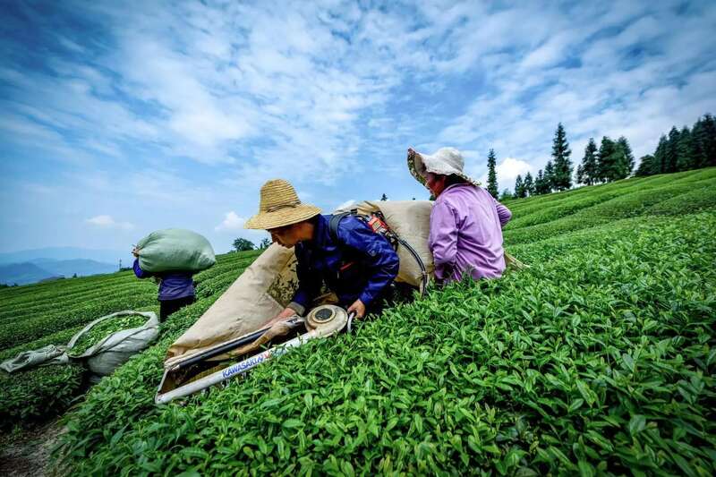 机采茶技术培训与产销对接双轮驱动助茶产业升级 茶叶技术赋能强生产 产销对接拓销路