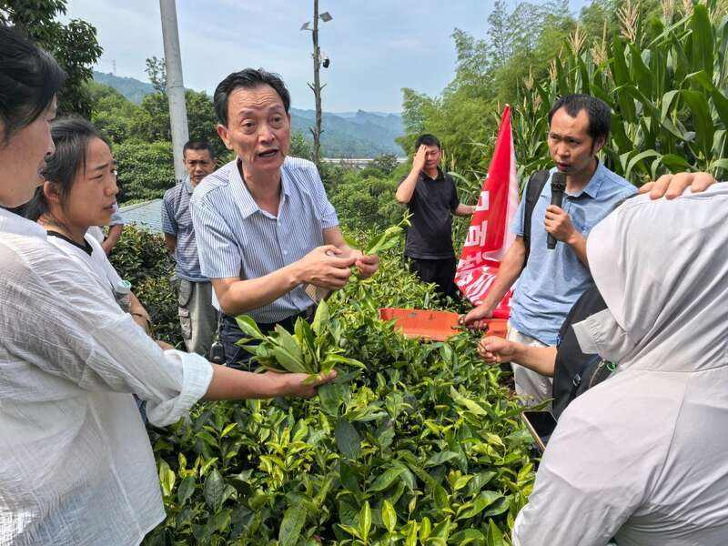 机采茶技术培训与产销对接双轮驱动助茶产业升级 茶叶技术赋能强生产 产销对接拓销路