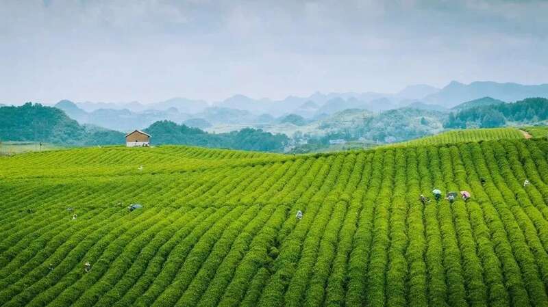 蒙顶山茶非遗技艺探秘:千年传承与文化魅力 茶分六彩 艺承千秋 蒙顶黄芽茶亮相《非遗里的中国》