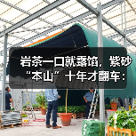 岩茶一口就露馅，紫砂“本山”十年才翻车：别被同一个套路割两次（图4）
