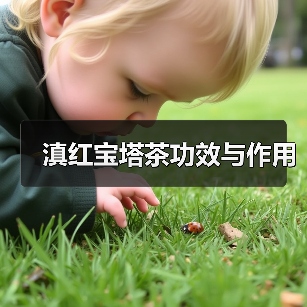 滇红宝塔茶的功效与独特魅力
