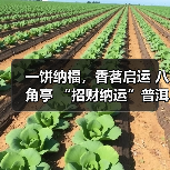 一饼纳福,香茗启运 八角亭 “招财纳运”普洱生饼,一口甜到心尖!(图2) 一饼纳福,香茗启运 八角亭 “招财纳运”普洱生饼,一口甜到心尖!(图2)