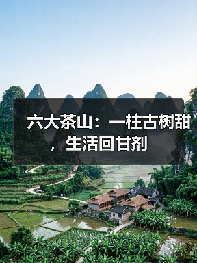六大茶山:一柱古树甜,生活回甘剂(图2) 六大茶山:一柱古树甜,生活回甘剂(图2)
