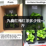 九曲红梅红茶多少钱一斤(图2) 九曲红梅红茶多少钱一斤(图2)