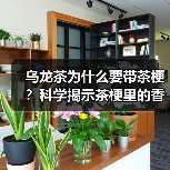 乌龙茶为什么要带茶梗?科学揭示茶梗里的香气密码(图4) 乌龙茶为什么要带茶梗?科学揭示茶梗里的香气密码(图4)