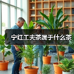 宁红工夫茶属于什么茶（图3）