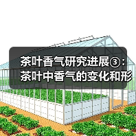 茶叶香气研究进展③：茶叶中香气的变化和形成机理（图3）