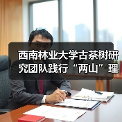 西南林业大学古茶树研究团队践行“两山”理论的途径(图2) 西南林业大学古茶树研究团队践行“两山”理论的途径(图2)
