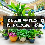 七彩云南®新品上市 便携口粮滇红茶，时刻蜜甜滋养（图2）