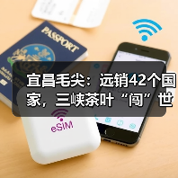 宜昌毛尖:远销42个国家,三峡茶叶“闯”世界(图2) 宜昌毛尖:远销42个国家,三峡茶叶“闯”世界(图2)