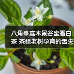 八角亭嘉木景谷蜜香白茶 茶祖老树孕育的舌尖瑰宝（图1）