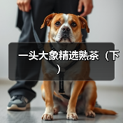 一头大象精选熟茶(下)(图3) 一头大象精选熟茶(下)(图3)