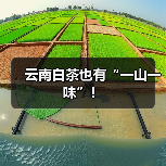 云南白茶也有“一山一味”！（图3）