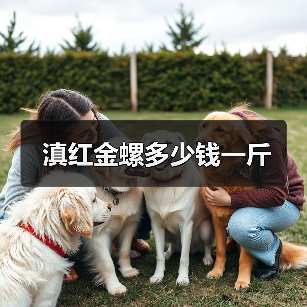 滇红金螺多少钱一斤（图2）